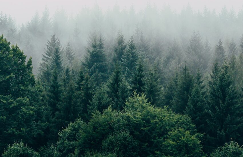 A misty pine forest, showing the tops of the trees.